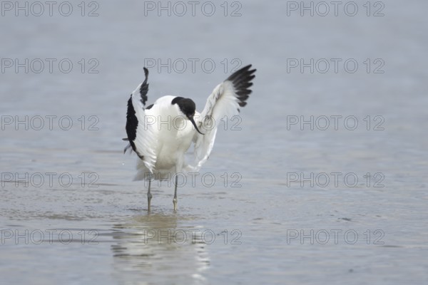 Pied avocet (Recurvirostra avosetta) adult wading bird flapping its wings in a shallow lagoon in