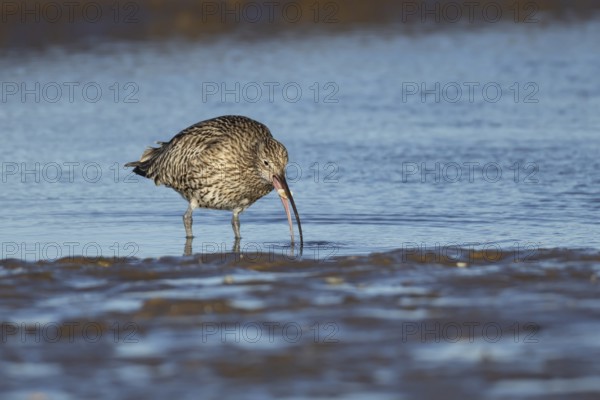 Eurasian curlew (Numenius arquata) adult bird feeding in a coastal lagoon, Norfolk, England, United
