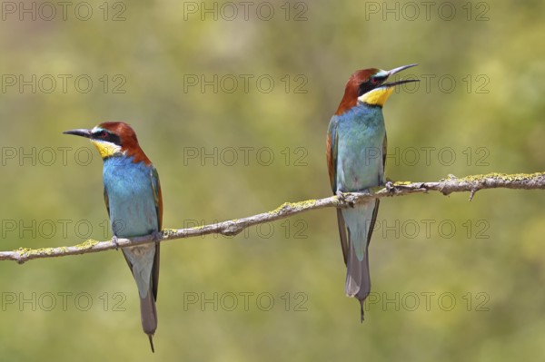 European bee-eater (Merops apiaster) two animals sitting on a branch covered with green lichen,