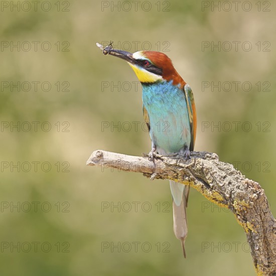 European bee-eater (Merops apiaster) sitting on an old branch with an insect as prey, Lake