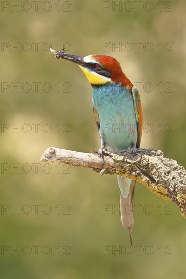 European bee-eater (Merops apiaster) sitting on an old branch with an insect as prey, Lake