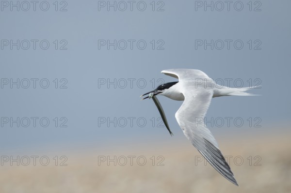 Sandwich tern (Thalasseus sandvicensis) adult bird in flight with a fish in its beak in summer,