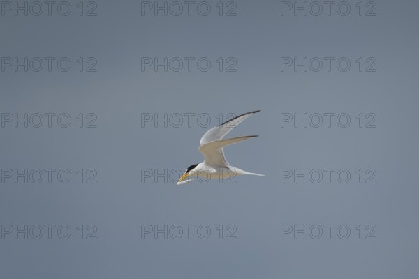 Little tern (Sternula albifrons) adult bird in flight carrying a fish in its beak in summer,