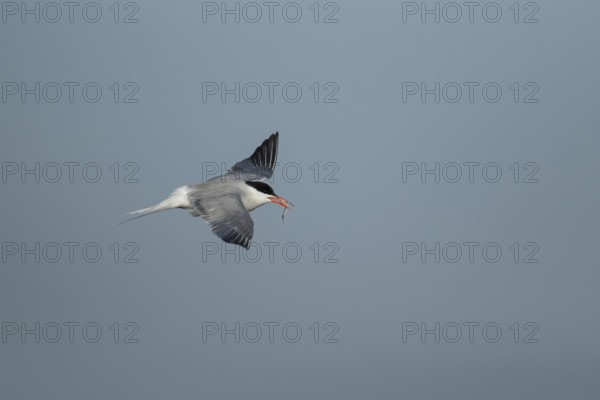 Common tern (Sterna hirundo) adult bird in flight with a fish for food in its beak in summer,