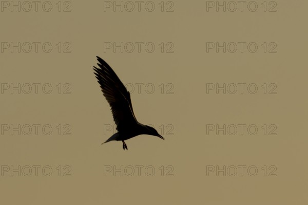 Common tern (Sterna hirundo) adult bird in flight silhouette at sunset, RSPB Minsmere nature