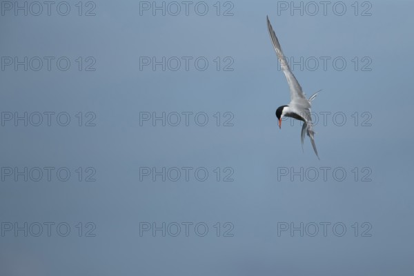 Common tern (Sterna hirundo) adult bird hovering in flight in summer, RSPB Minsmere nature reserve,