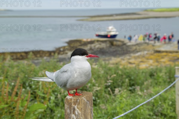 Arctic tern (Sterna paradisaea) adult bird perched on a fence post next to a footpath with people
