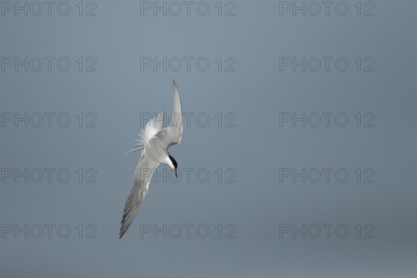Common tern (Sterna hirundo) adult bird diving down in flight in summer, RSPB Minsmere nature