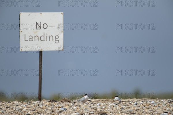 Common tern (Sterna hirundo) two adult birds on a shingle beach next to a sign in summer, Norfolk,