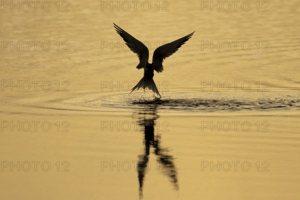 Common tern (Sterna hirundo) adult bird in flight taking off from water of a lagoon silhouette at