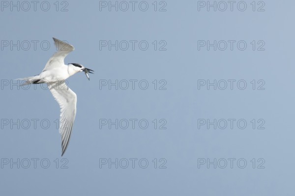 Sandwich tern (Thalasseus sandvicensis) adult bird with a fish in its beak in flight in summer,