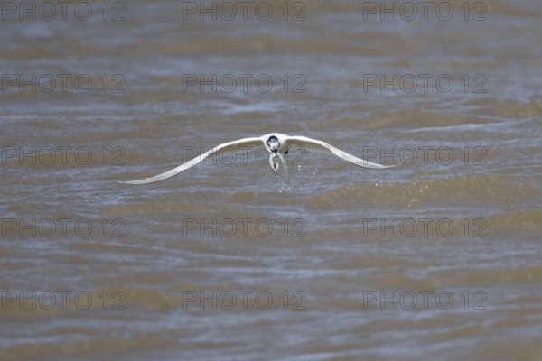 Sandwich tern (Thalasseus sandvicensis) adult bird with a Sandeel fish in its beak taking off in