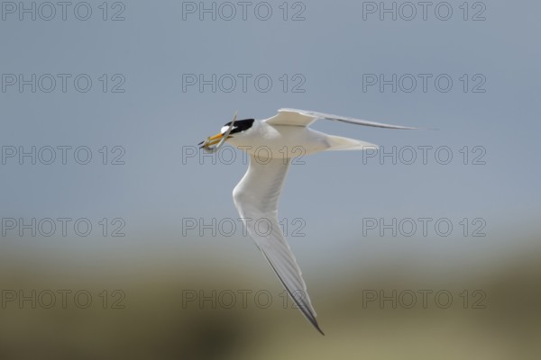 Little tern (Sternula albifrons) adult bird in flight carrying a sandeel fish in its beak in