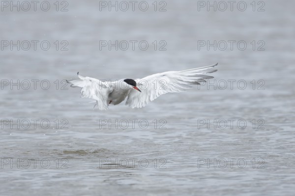 Common tern (Sterna hirundo) adult bird taking off in flight from a lagoon, RSPB Titchwell nature