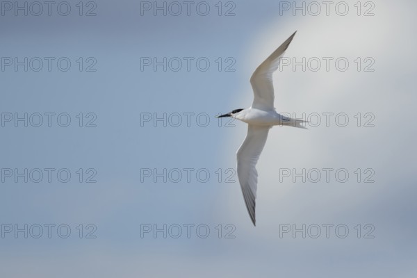 Sandwich tern (Thalasseus sandvicensis) adult bird in flight in summer, Suffolk, England, United