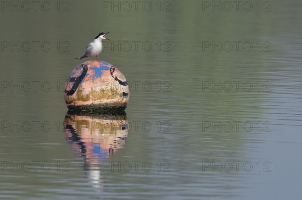 Common tern (Sterna hirundo) adult bird calling from a buoy on a lake, Suffolk, England, United