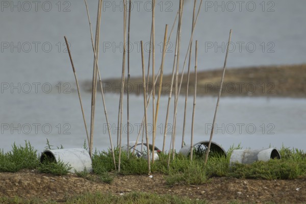 Common tern (Sterna hirundo) adult bird sat on its nest with protective canes to prevent predators