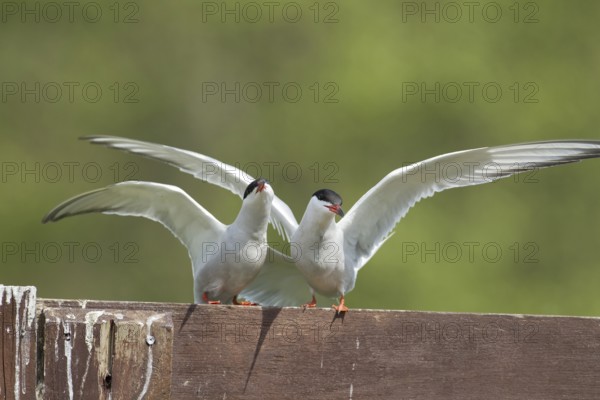 Common tern (Sterna hirundo) two adult birds during their courtship display in spring, England,