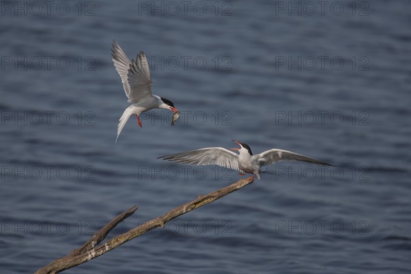 Common tern (Sterna hirundo) two adult birds with one passing a fish to the other during their