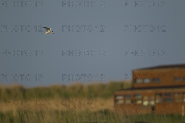 Common tern (Sterna hirundo) adult bird hovering in flight over a scape with a hide in the