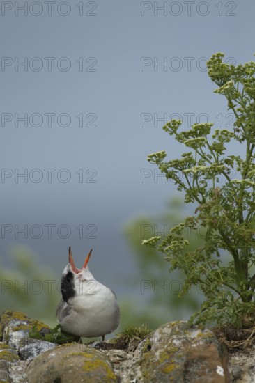 Arctic tern (Sterna paradisaea) juvenile bird calling for food on a stone wall in summer, Farne