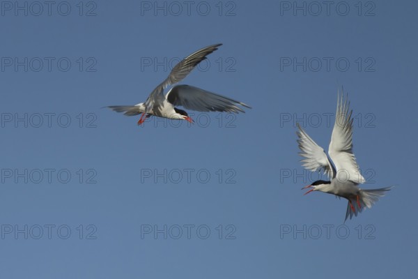 Common tern (Sterna hirundo) two adult birds fighting in flight in summer, RSPB Minsmere nature