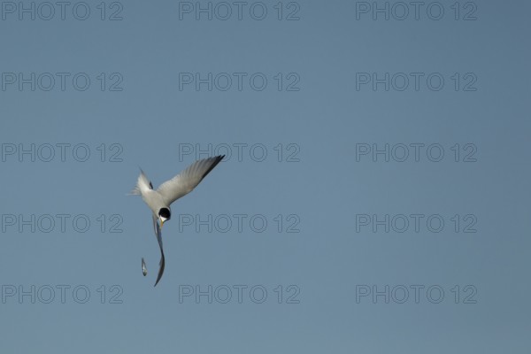 Little tern (Sternula albifrons) adult bird diving down in flight to catch a fish it has dropped in