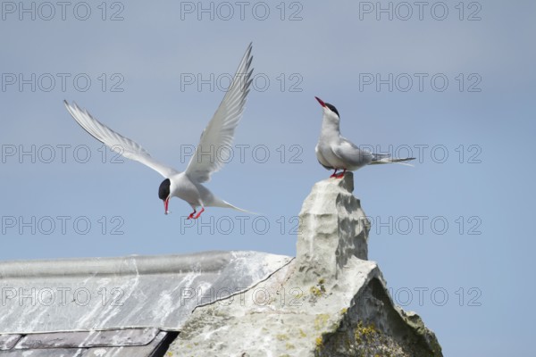 Arctic tern (Sterna paradisaea) two adult birds during a courtship display as one bird offers a