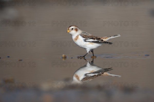Snow bunting (Plectrophenax nivalis) adult bird in a shallow puddle on a beach in winter, Norfolk,