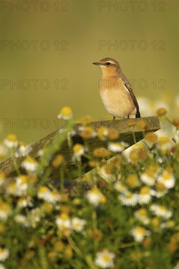 Northern wheatear (Oenanthe oenanthe) adult bird perched on a post, RSPB Havergate island nature