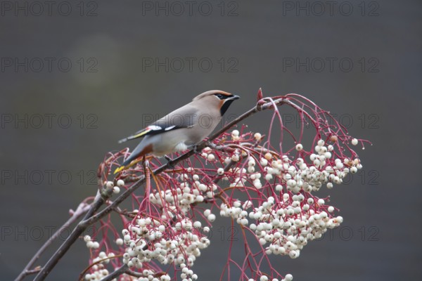 Waxwing (Bombycilla garrulus) adult bird on a tree full of berries in winter, Suffolk, England,