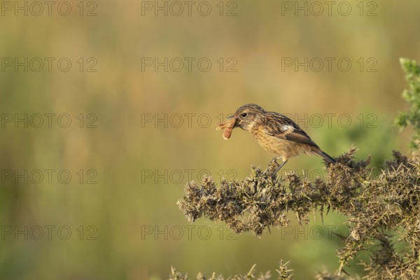 European stonechat (Saxicola rubicola) juvenile young bird feeding on a moth in summer, Suffolk,