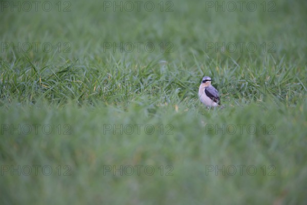 Northern wheatear (Oenanthe oenanthe) adult male bird in a farmland cereal field in spring,