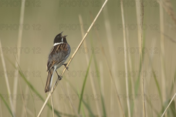 Reed bunting (Emberiza schoeniclus) adult male bird singing on a reed stalk in summer, RSPB