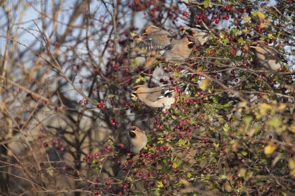 Waxwing (Bombycilla garrulus) adult birds in an autumn Hawthorn bush, Norfolk, England, United