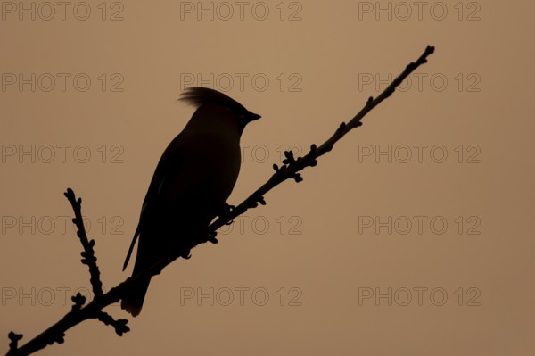 Waxwing (Bombycilla garrulus) adult bird on a tree branch in winter silhouette at sunset, Suffolk,