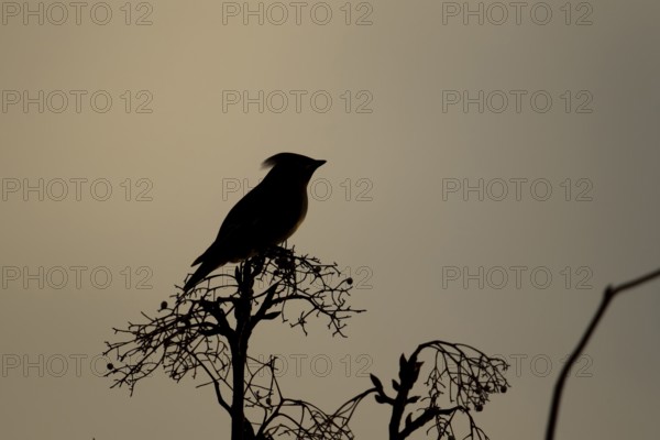 Waxwing (Bombycilla garrulus) adult bird on a tree branch in winter silhouette at sunrise, Suffolk,