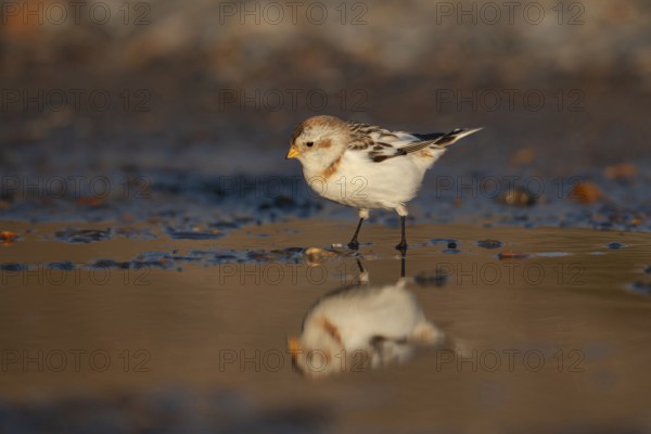 Snow bunting (Plectrophenax nivalis) adult bird at a shallow puddle on a beach in winter, Norfolk,