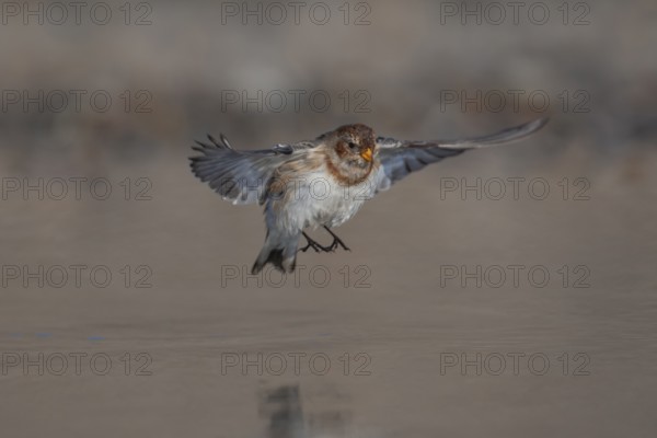 Snow bunting (Plectrophenax nivalis) adult bird in flight over a shallow puddle on a beach in