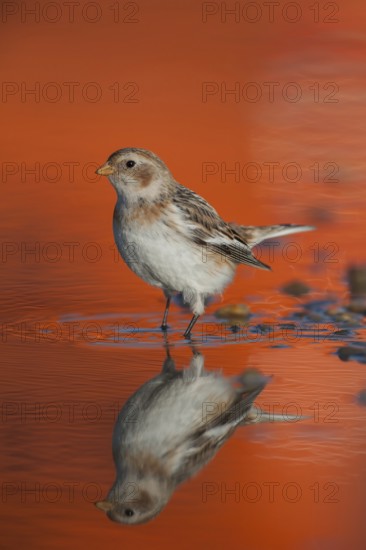 Snow bunting (Plectrophenax nivalis) adult bird in a shallow puddle on a beach with the reflection