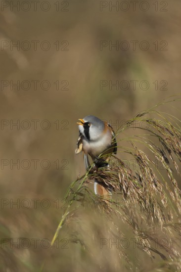 Bearded tit or reedling (Panurus biarmicus) adult male bird preening on a reed flower head in a