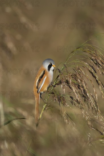 Bearded tit or reedling (Panurus biarmicus) adult male bird on a reed flower head in a reedbed in