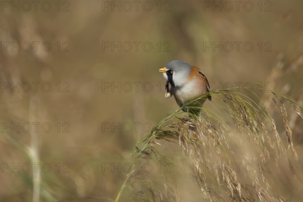 Bearded tit or reedling (Panurus biarmicus) adult male bird preening on a reed flower head in a