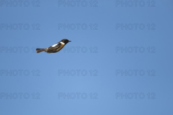 European stonechat (Saxicola rubicola) adult male bird in flight in summer, Suffolk, England,