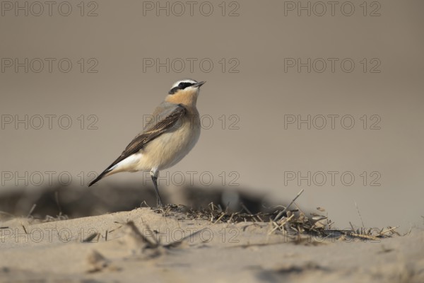 Northern wheatear (Oenanthe oenanthe) adult male bird on a beach in spring, RSPB Titchwell nature