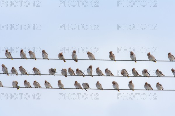 Waxwing (Bombycilla garrulus) adult birds in a flock on telegraph wires in winter, England, United