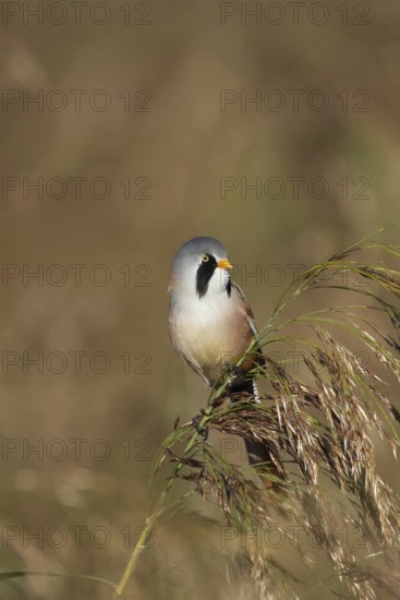 Bearded tit or reedling (Panurus biarmicus) adult male bird on a reed flower head, RSPB Strumpshaw