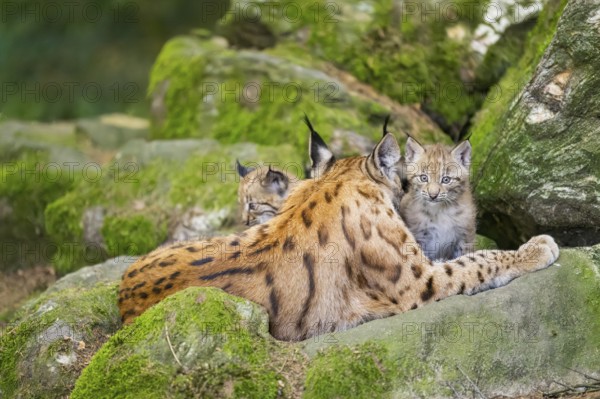 Eurasian lynx (Lynx lynx) mother with her youngsters (cubs) lying on a rock in a forest, Bavaria,