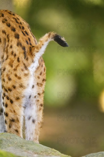 Eurasian lynx (Lynx lynx) standing in a forest, backside, tail, detail, Bavaria, Germany
