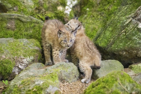 Eurasian lynx (Lynx lynx) youngsters (cubs) on a rock in a forest, Bavaria, Germany